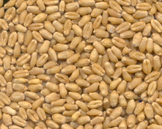 Wheat